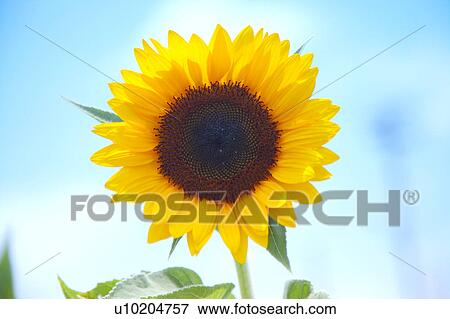 Day, digital View Large Photo Image Stock Photo - Day, digital. Fotosearch