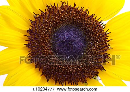 Stock Photo - Day, digital. Fotosearch