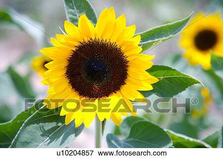 Day, digital View Large Photo Image Stock Photo - Day, digital. Fotosearch