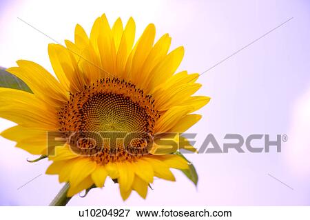 Stock Photo - Day, digital. Fotosearch