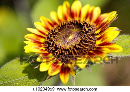 Stock Photo - Day, digital. Fotosearch