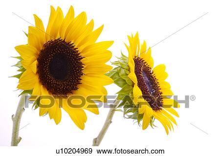 Stock Photo - Day, digital. Fotosearch