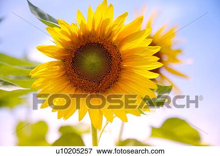 Stock Photo - Day, digital. Fotosearch