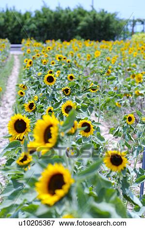 Stock Photo - Day, digital. Fotosearch