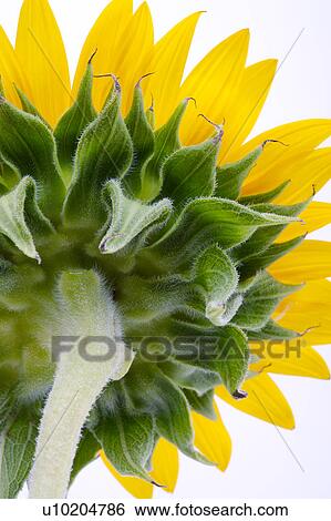 Stock Photograph - Day, digital. Fotosearch