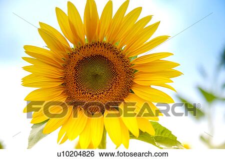 Stock Photograph - Day, digital. Fotosearch