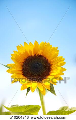 Stock Photograph - Day, digital. Fotosearch