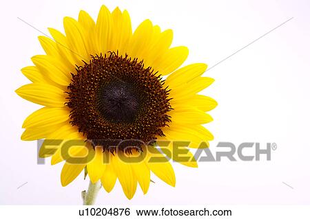 Stock Photograph - Day, digital. Fotosearch