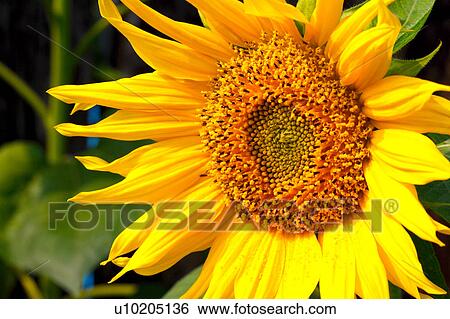 Day, digital View Large Photo Image Stock Photograph - Day, digital. Fotosearch