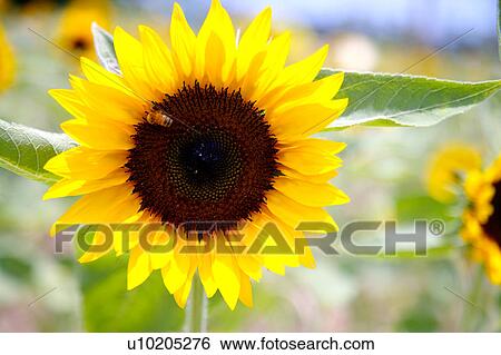 Stock Photograph - Day, digital. Fotosearch