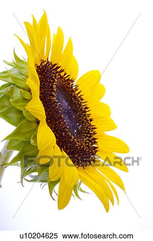 Day, digital View Large Photo Image Stock Photography - Day, digital. Fotosearch