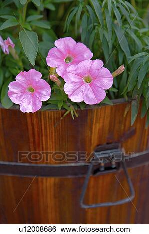 Stock Photograph - Close up of flowers in pot. Fotosearch