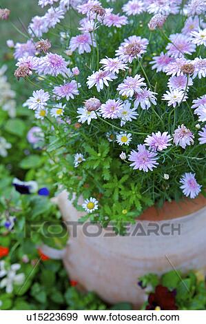 Stock Photo - Close-up of potted flowers in grass. Fotosearch