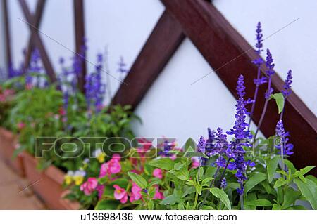 Close-up of potted plants by wall View Large Photo Image Stock Photograph - Close-up of potted plants by wall. Fotosearch