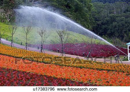 Flower beds being watering on hill View Large Photo Image Stock Photograph - Flower beds being watering on hill. Fotosearch