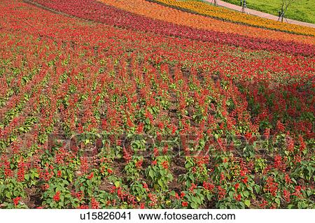 Stock Image - Flower beds in a garden . Fotosearch