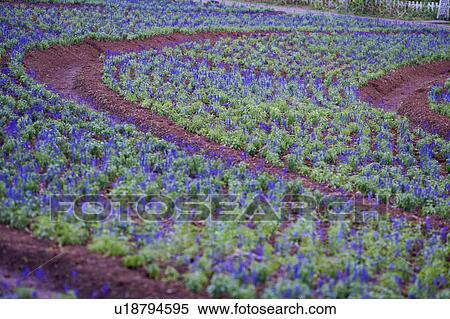 Flower beds in a garden View Large Photo Image Stock Photography - Flower beds in a garden . Fotosearch