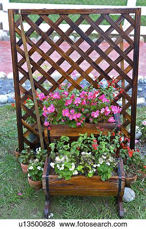 Flowers in pot by trellis in garden View Large Photo Image Stock Photo - Flowers in pot by trellis in garden. Fotosearch