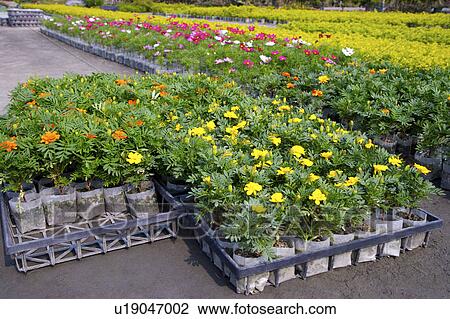 Stock Image - Flowers in rows . Fotosearch