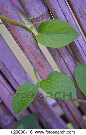 Stock Photograph - Plant growing along with sticks . Fotosearch