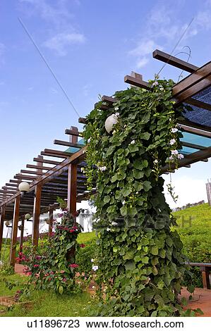 Stock Image - Plants growing along with . Fotosearch