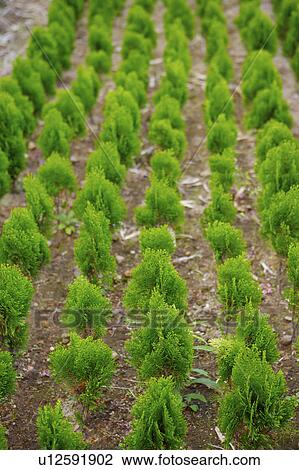 Plants growing in nursery View Large Photo Image Stock Image - Plants growing in nursery . Fotosearch
