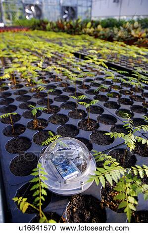 Stock Image - Plants growing in nursery . Fotosearch