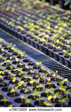 Stock Image - Plants growing in nursery. Fotosearch