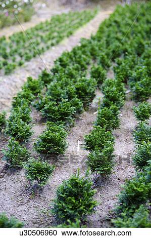 Plants growing in nursery View Large Photo Image Stock Image - Plants growing in nursery . Fotosearch