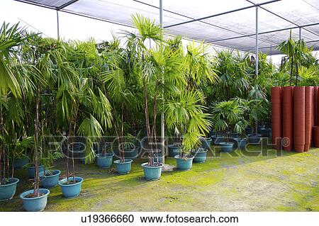 Stock Image - Plants growing in pots in greenhouse. Fotosearch