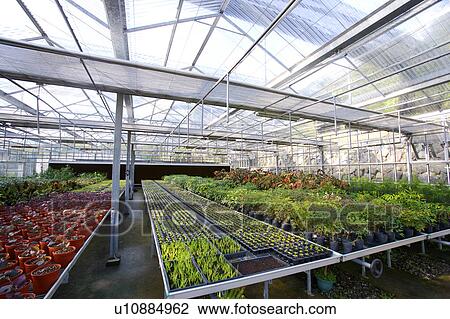 Stock Image - Plants in greenhouse. Fotosearch