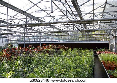 Stock Photograph - Plants in greenhouse. Fotosearch