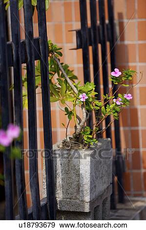 Stock Photo - Plants on brick by fence. Fotosearch