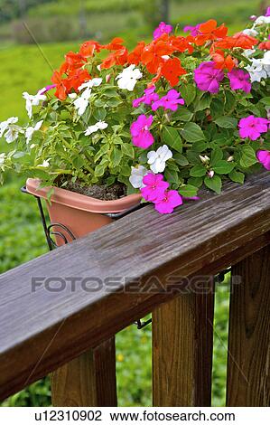 Potted flowers hanging on wooden rail, close-up View Large Photo Image Stock Image - Potted flowers hanging on wooden rail, close-up. Fotosearch
