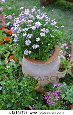 Stock Image - Potted flowers in garden. Fotosearch
