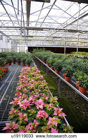 Stock Image - Potted flowers in greenhouse. Fotosearch