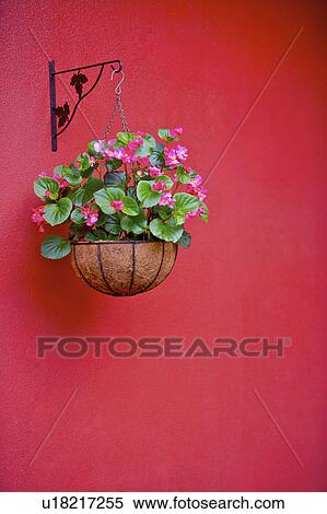 Potted plant hanging on red wall View Large Photo Image Stock Photography - Potted plant hanging on red wall. Fotosearch