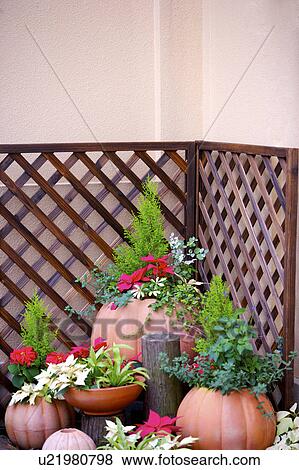 Stock Photo - Potted plants by trellis in corner. Fotosearch