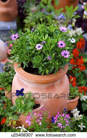 Stock Photo - Potted plants, close-up. Fotosearch