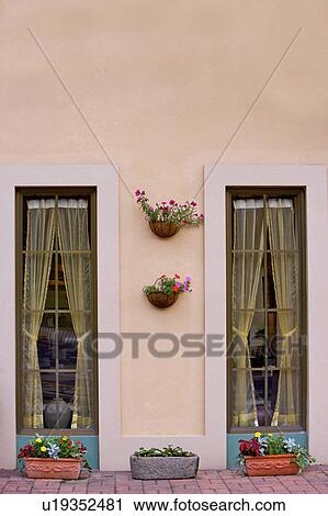 Stock Image - Potted plants hanging between two windows with curtains. Fotosearch