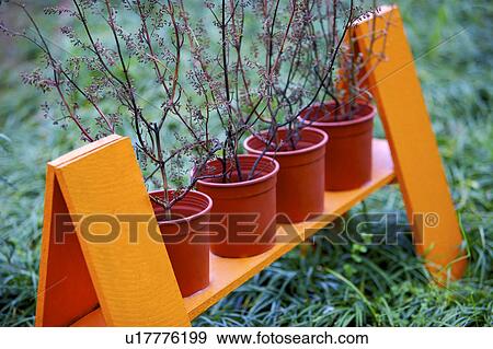 Potted plants in a row on rack upon grass View Large Photo Image Stock Photo - Potted plants in a row on rack upon grass. Fotosearch