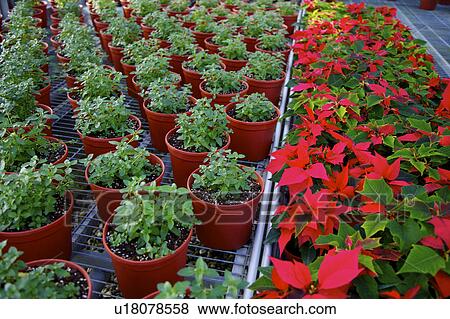 Potted plants in nursery View Large Photo Image Stock Photo - Potted plants in nursery. Fotosearch