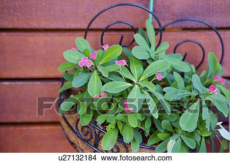 Picture - Potted plants on wood. Fotosearch