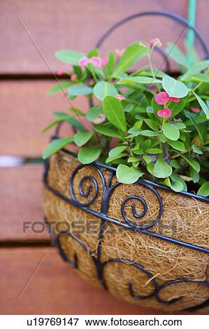 Stock Photo - Potted plants on wood. Fotosearch