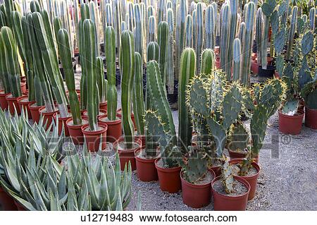 Stock Image - Rows of cactus growing in nursery . Fotosearch
