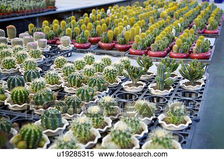 Stock Photography - Rows of cactus growing in nursery . Fotosearch