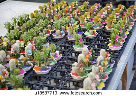 Stock Image - Rows of cactus growing in pots . Fotosearch