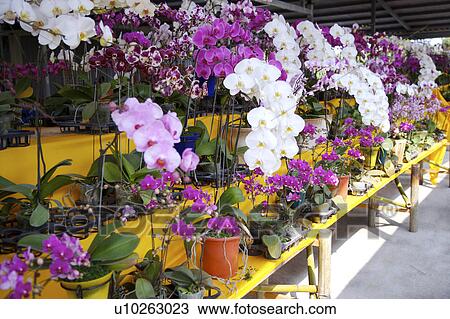 Rows of orchid in pots View Large Photo Image Stock Image - Rows of orchid in pots. Fotosearch