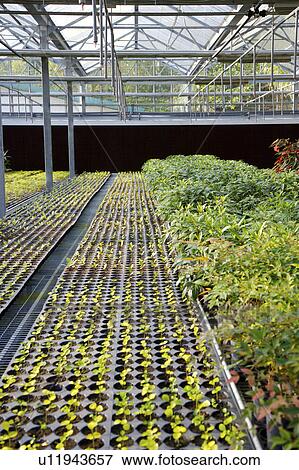 Stock Photo - Rows of plants growing in greenhouse. Fotosearch