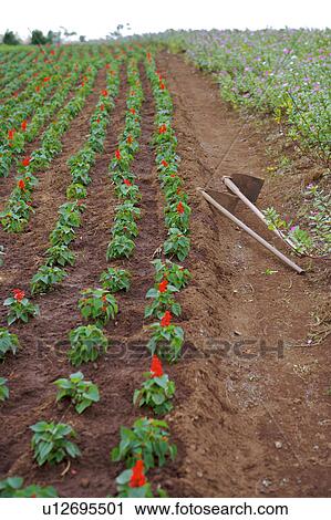 Stock Image - Rows of plants growing in nursery . Fotosearch